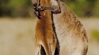 Positive hugs from kangaroos