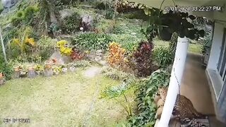 אדם הבריח ברדלס שניסה לטרוף את כלבו בחצר הבית