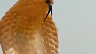 Mongoose...Cobra killer