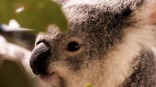 "Australian Escapade: Breathtaking Landscapes and Memorable Wildlife Encounters!"