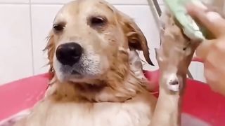 We wash and dry the obedient dog