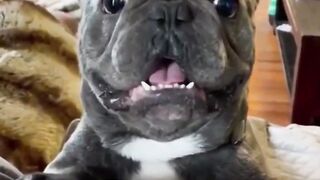 Funny Pets Compiilation part 1