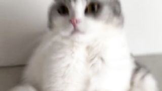 funny cat videos