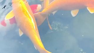 My fish farm