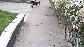 Dog versus Rat