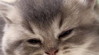 Cat cute