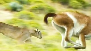 Animals