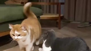 New Funny Videos 2023 cats and dogs