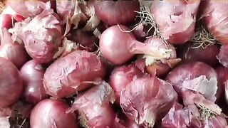 Today Mandi rate shujalpur mandi