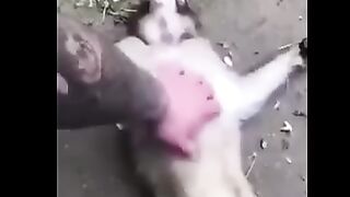 Monkey ???? falling