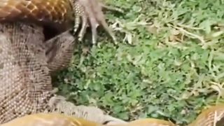 KING COBRA  VERSUS LIZARD