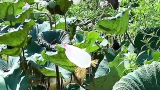 Nice video
