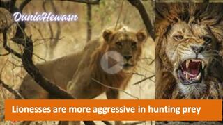 Lionesses are more aggressive in hunting prey