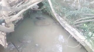 Thousands of fish trapped under the bridge