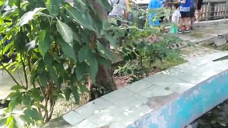 Violent crocodiles when hungry