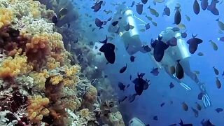 underwater beauty