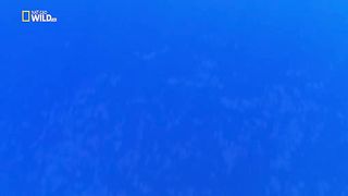 Самый глубоководный морской убийца. Кашалот.