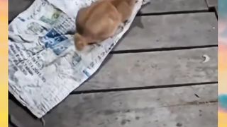 Random cat