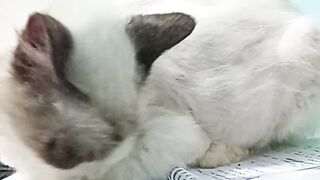 Crazy Cat