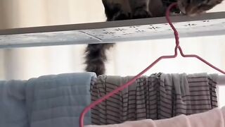 Funny animals cats