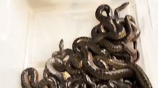 Snake