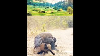 The Komodo dragon swallowed the little goat whole