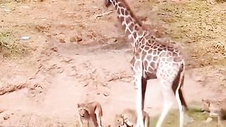 Giraffe