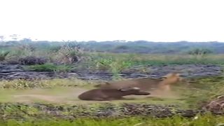 Lion in attacklionLion in Buffalo Attack