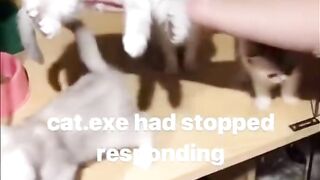 The cat is in the process of rebooting