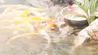 Swan and Fish