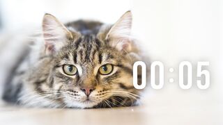Cute cat's