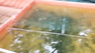 Kapan melakukan sortir❓Dalam satu kali panen berapa kali melakukan sortir❓