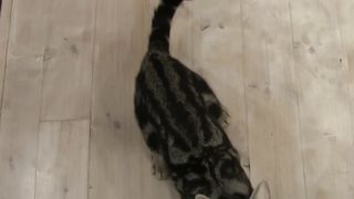 Cute cat's