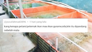 Kenapa petani/pembudidaya ikan (Lele, Nila, Mas, Patin, Gurame) Suka dipandang sebelah mata ????❓