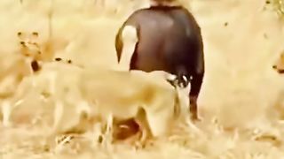 Africa buffaloes face a pride of lions