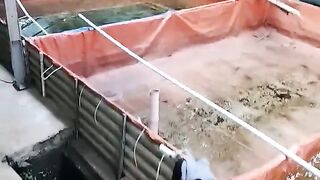 Pemupukan ulang (tebar probiotik) setelah pergantian air kolam itu saran saya