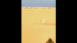 The gyrfalcon attacked a goose sitting on the ground several times from the air.