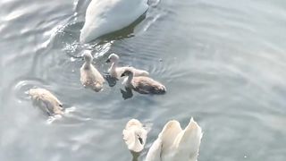 The duck family