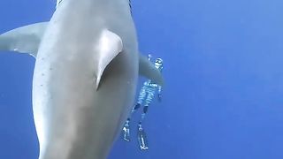 SWIMMING WITH 7 M SHARK
