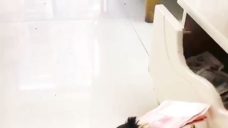 I need this bird for just 1week