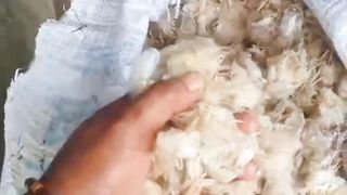 Limbah kulit dan kepala udang, Apakah bisa dijadikan pakan alternatif untuk ikan lele❓