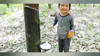 Rubber trees