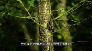 Funny Story About A Talking About A Bat
