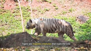 Facts About Tigers