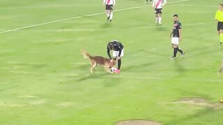 Puppy can play Football