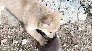 Dog Catch ????