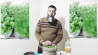 How to grow coriander, parsley, dill and celery