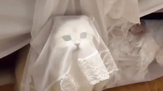 Top funny animal vidéo