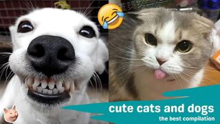 Funniest Cat And Dog Funny Animal Videos Compilation I Best Cats And Dogs 2024 #3