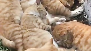 Cat sleeping close together